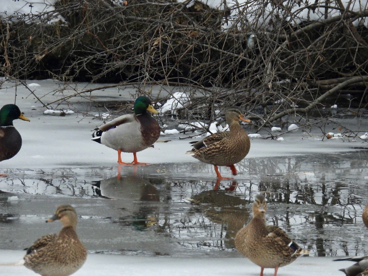 Stockente - ML646665857