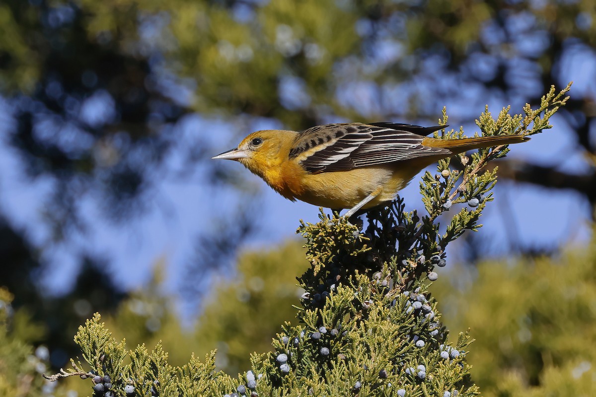 Baltimore Oriole - ML646665858