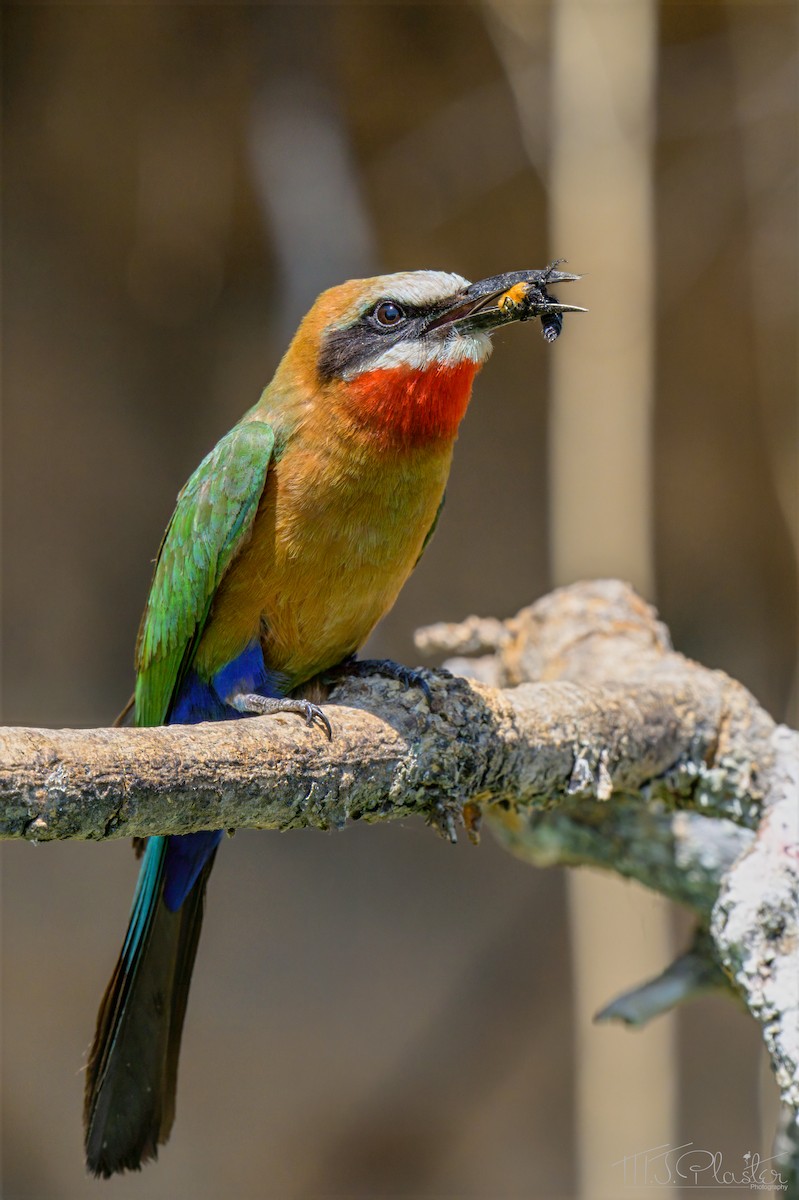 White-fronted Bee-eater - ML646665861
