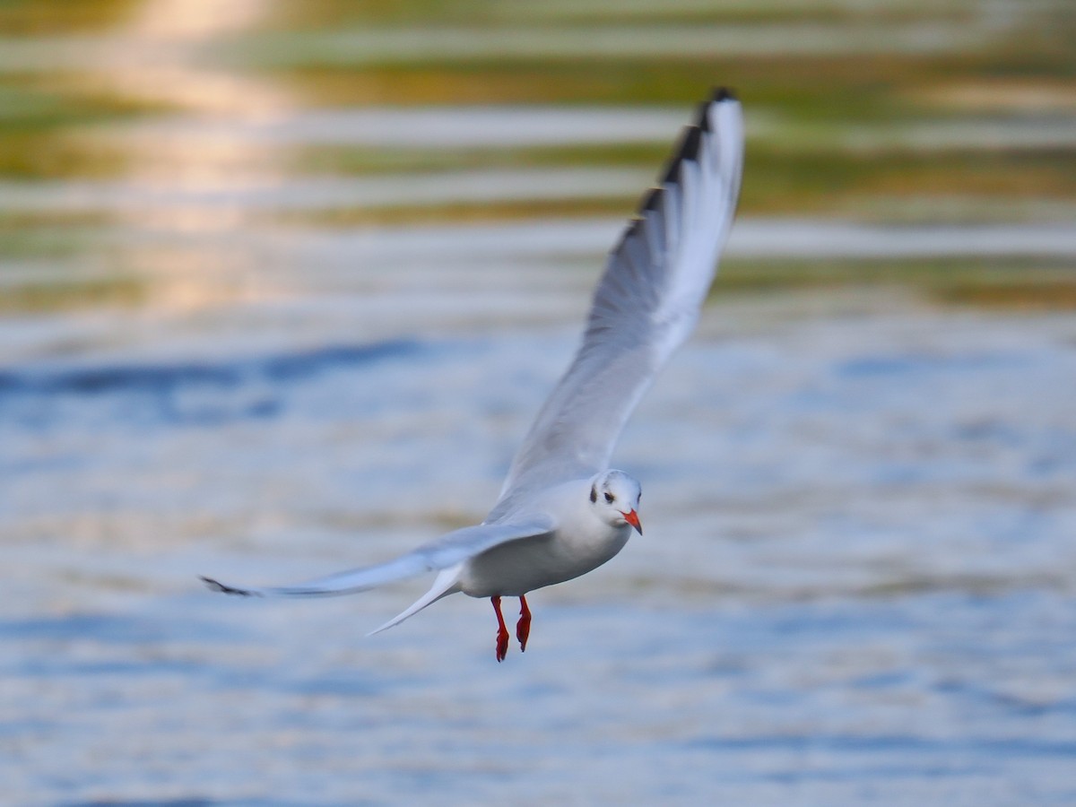 Black-headed Gull - ML646665862