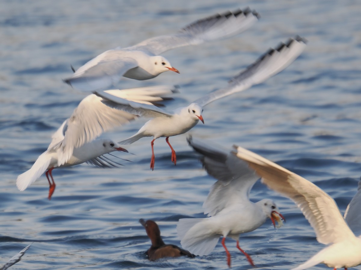Black-headed Gull - ML646665863
