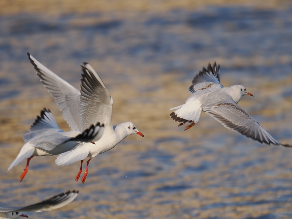 Black-headed Gull - ML646665864