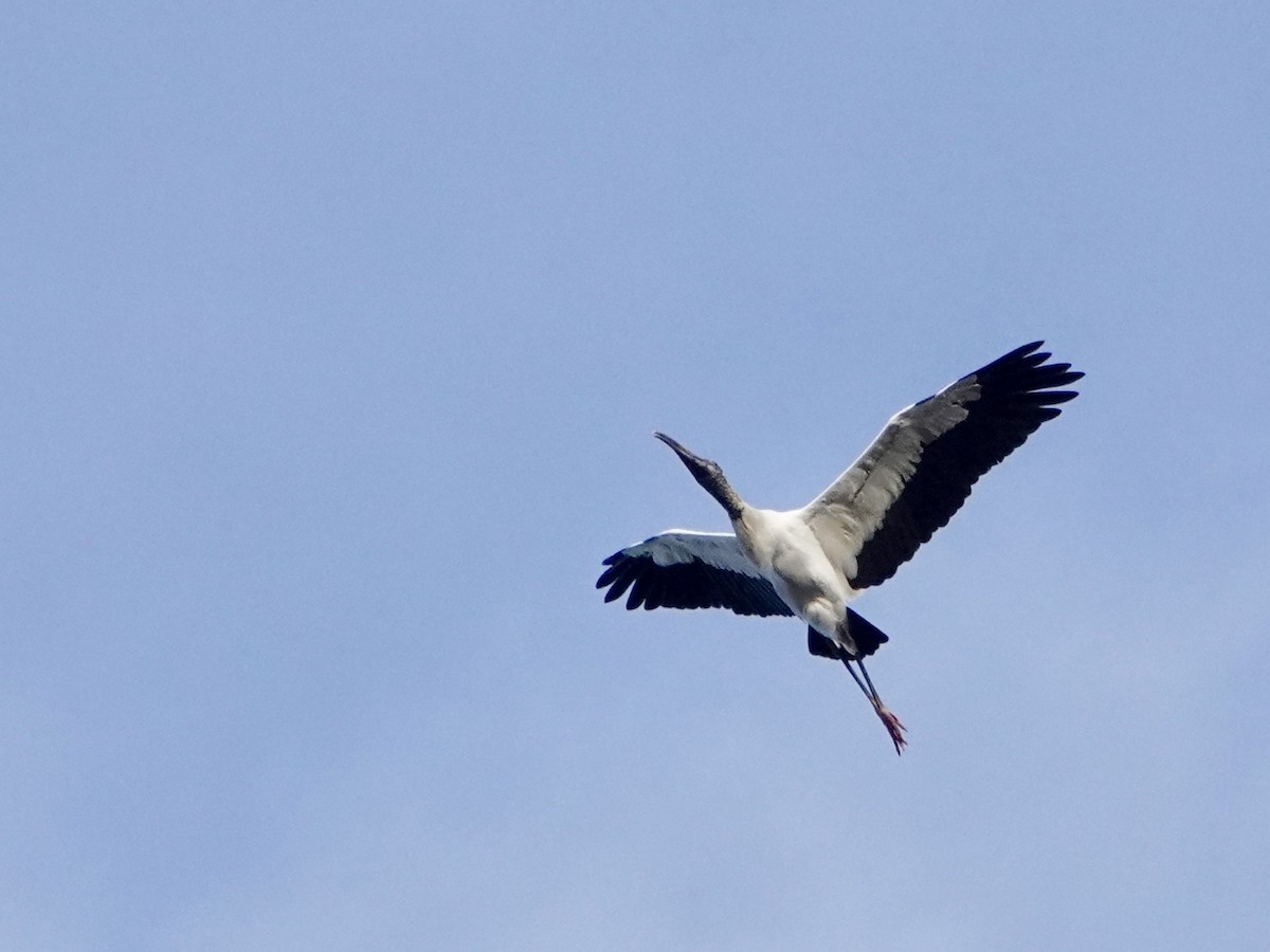 Wood Stork - ML646665867
