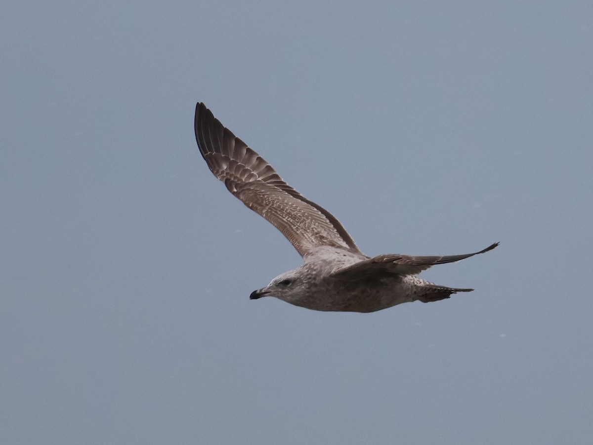 American Herring Gull - ML646665868