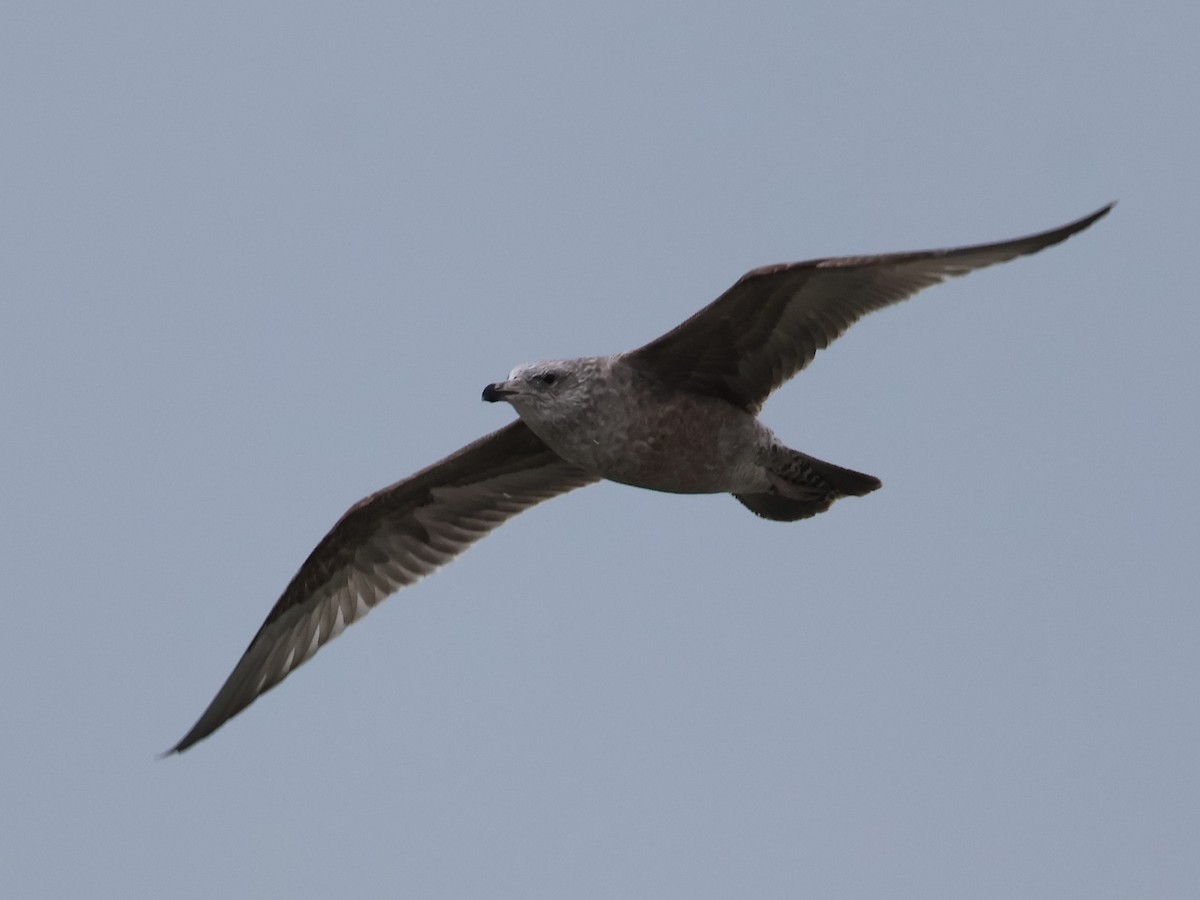 American Herring Gull - ML646665869