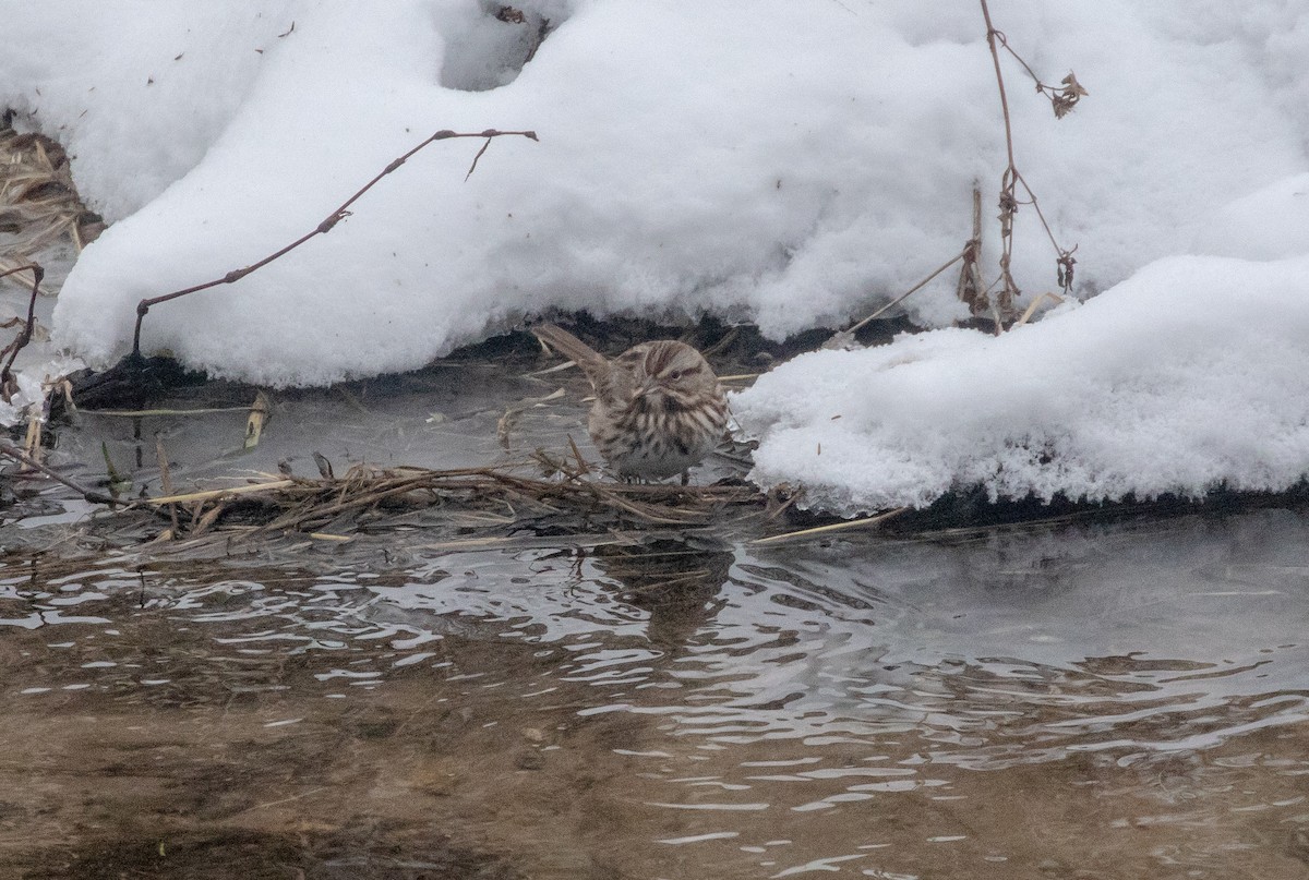 Song Sparrow - ML646665870