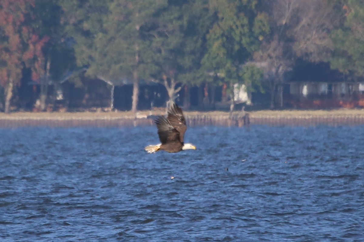 עיטם לבן-ראש - ML646665871