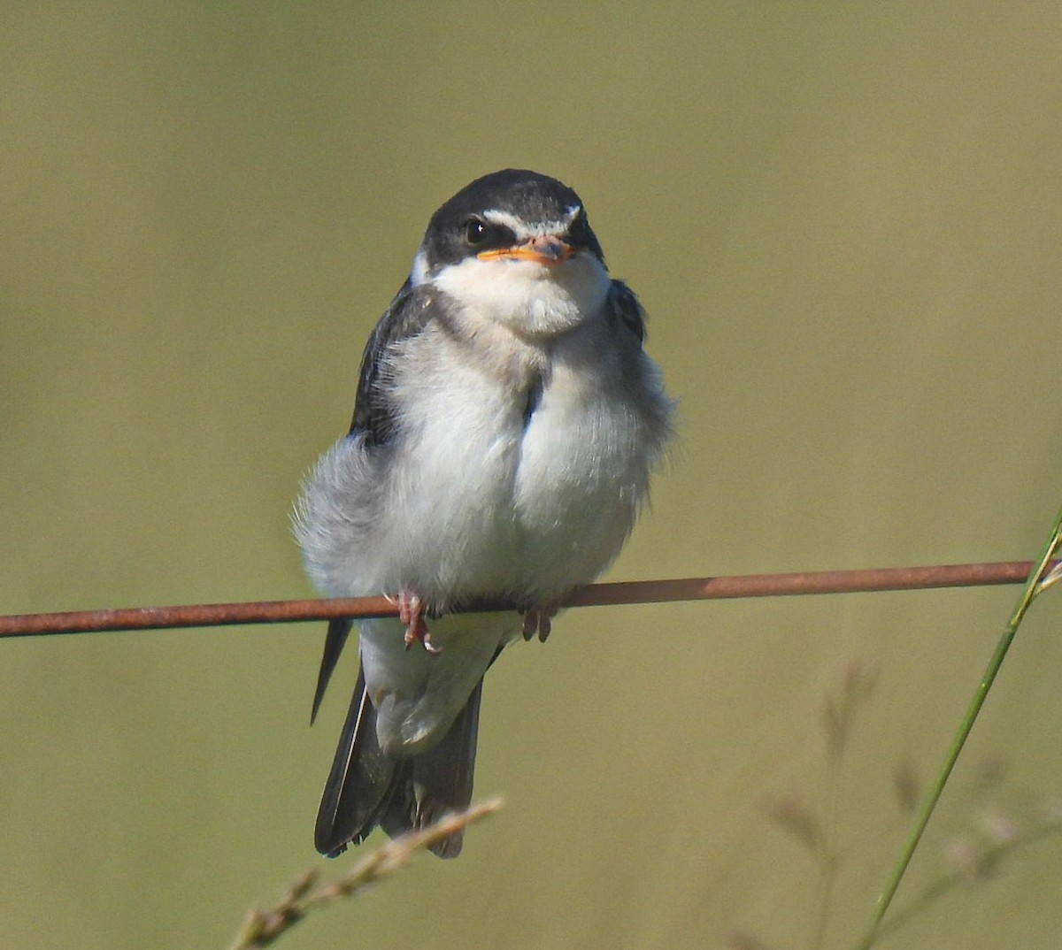 White-rumped Swallow - ML646665876