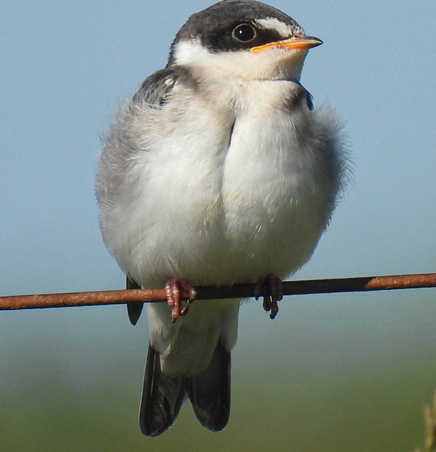 White-rumped Swallow - ML646665880