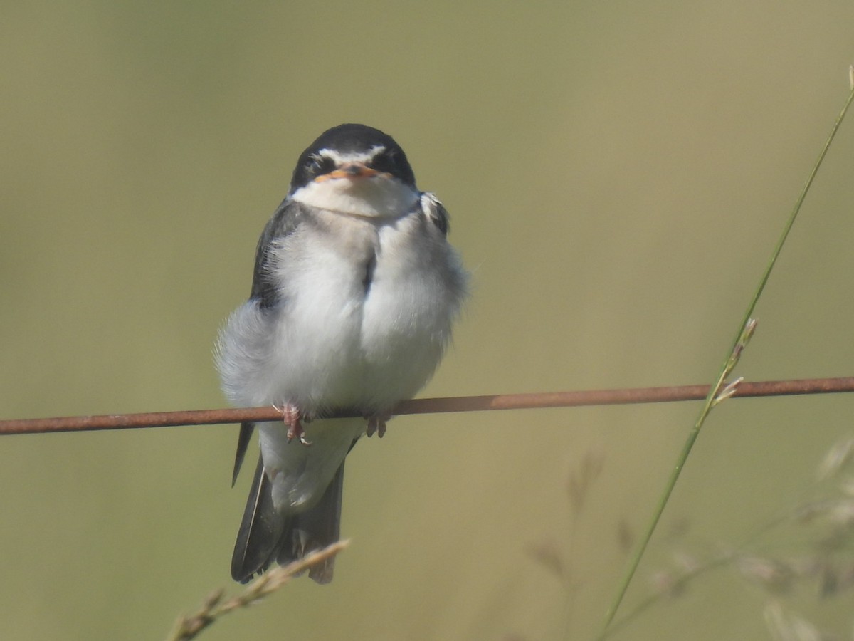 White-rumped Swallow - ML646665881