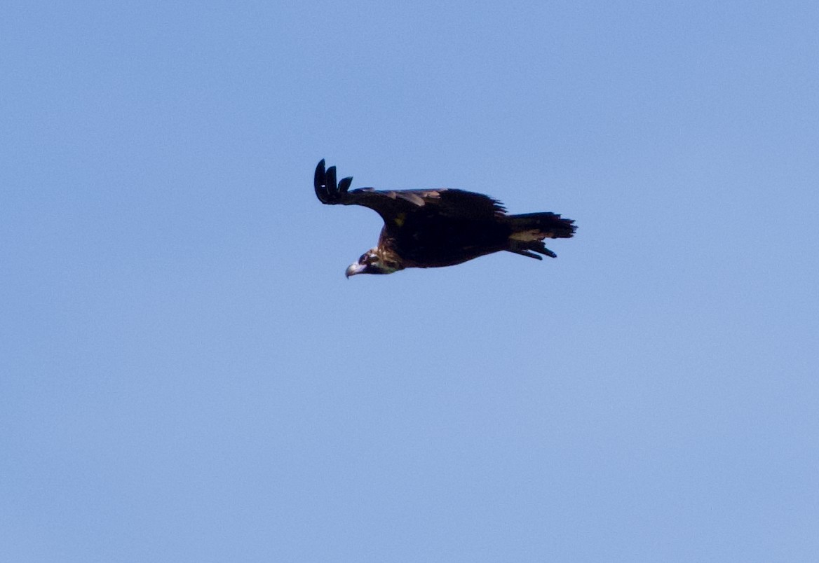 Cinereous Vulture - ML646665882