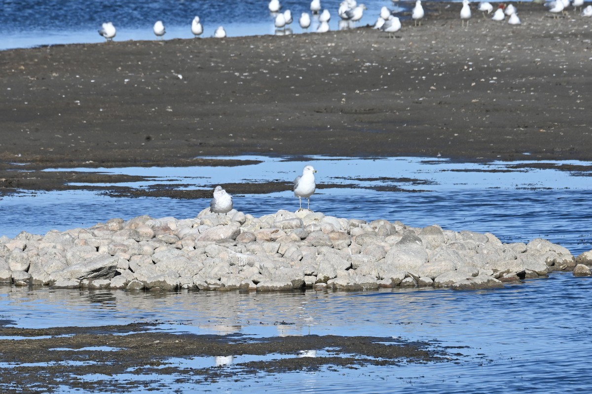 Ring-billed Gull - ML646665884