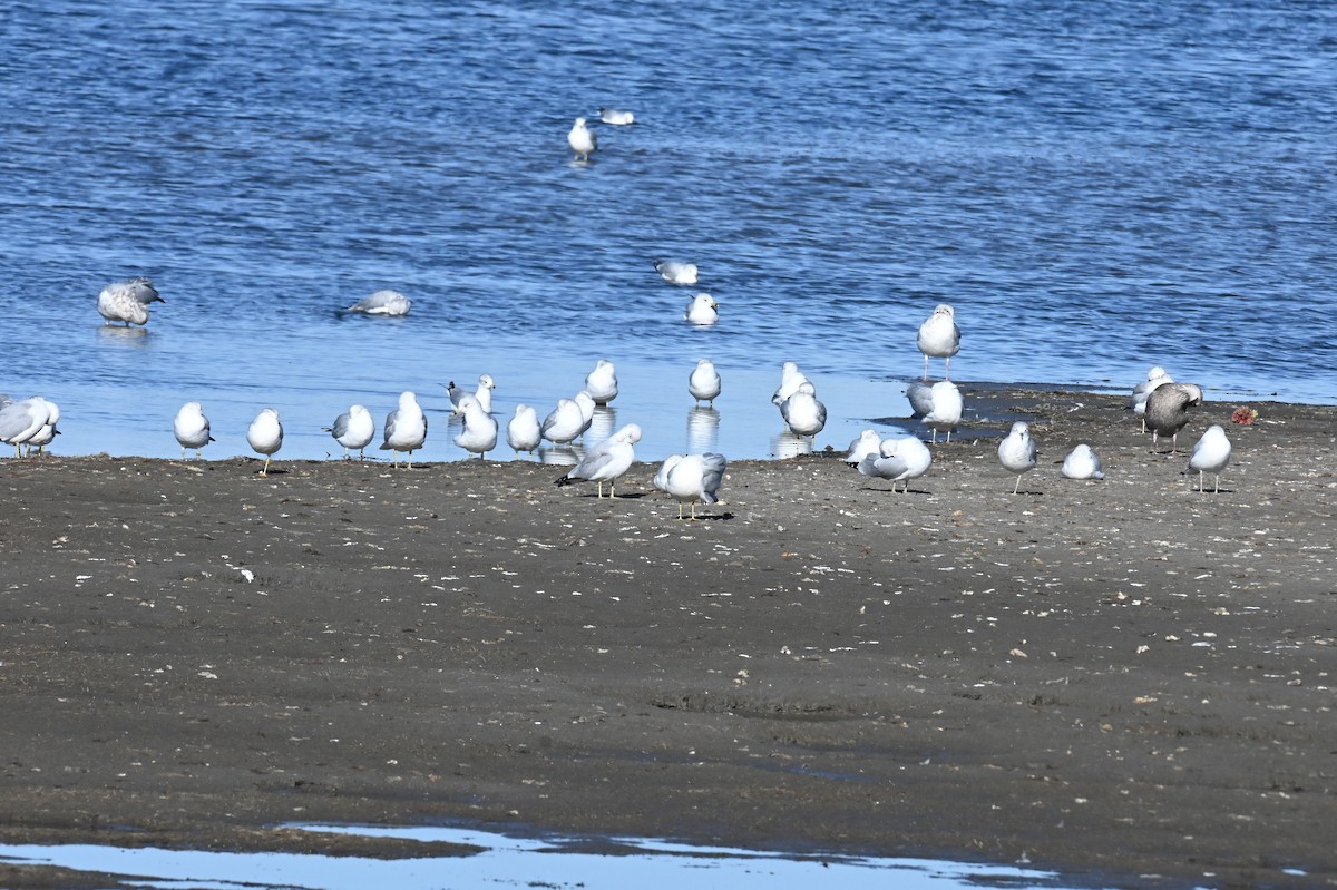 Ring-billed Gull - ML646665885