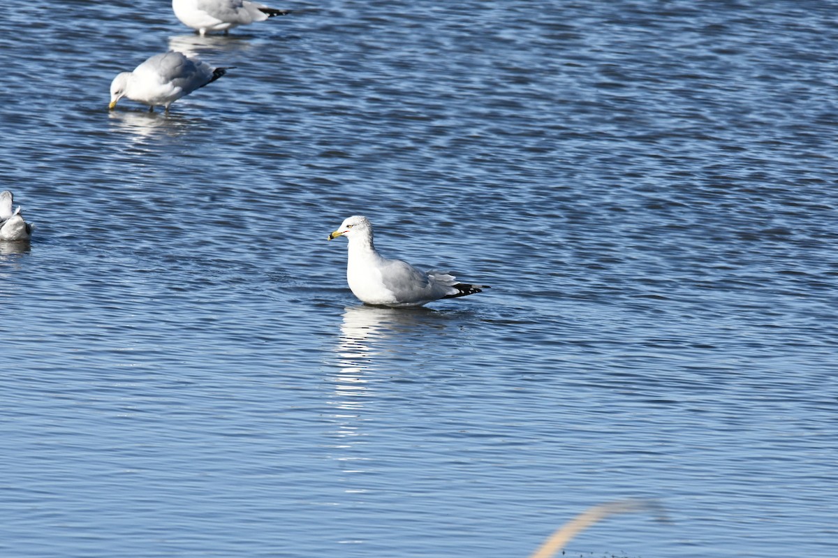 Ring-billed Gull - ML646665886