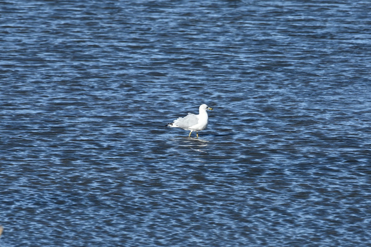 Ring-billed Gull - ML646665887