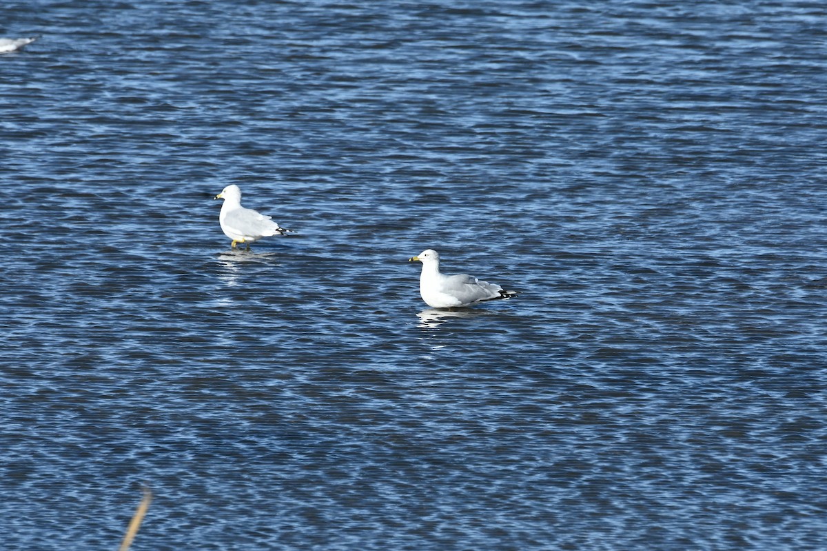 Ring-billed Gull - ML646665888