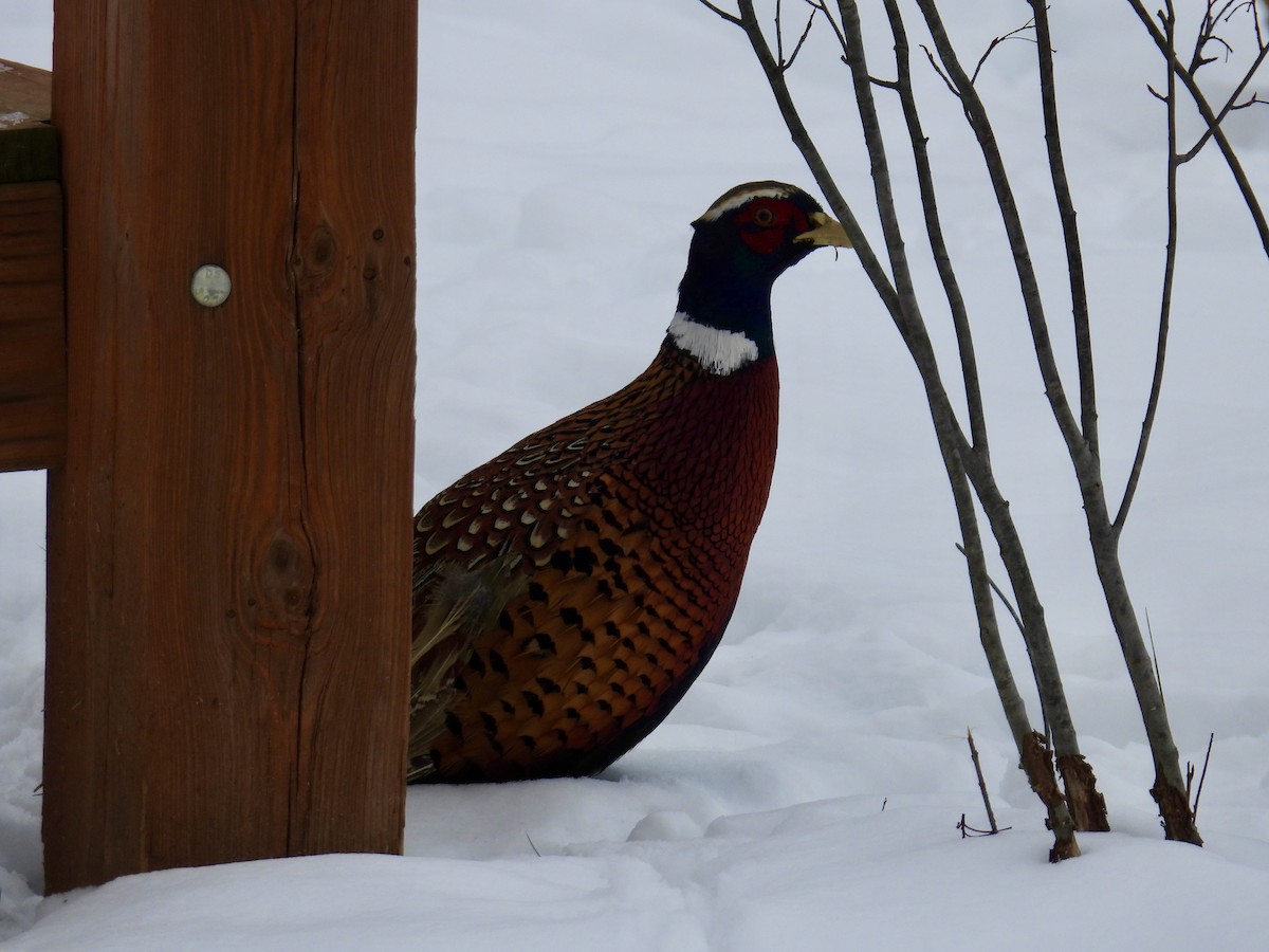 Jagdfasan - ML646665893