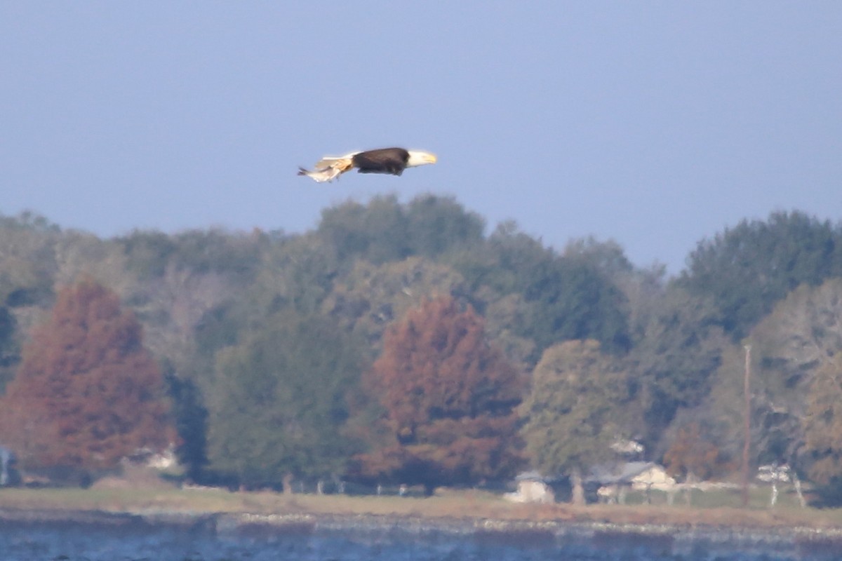 עיטם לבן-ראש - ML646665897