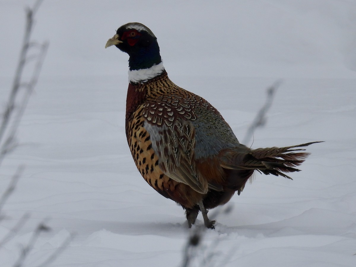 Jagdfasan - ML646665898