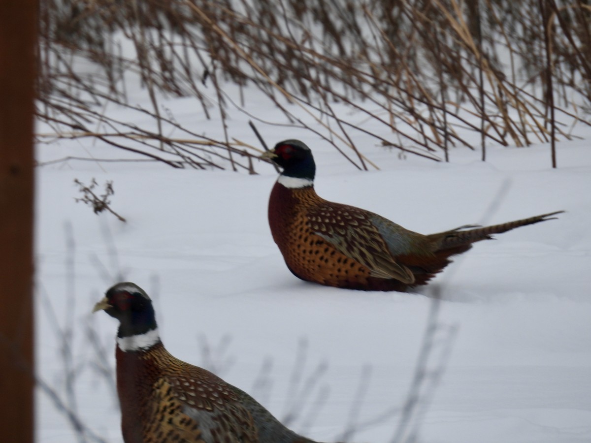 Jagdfasan - ML646665901