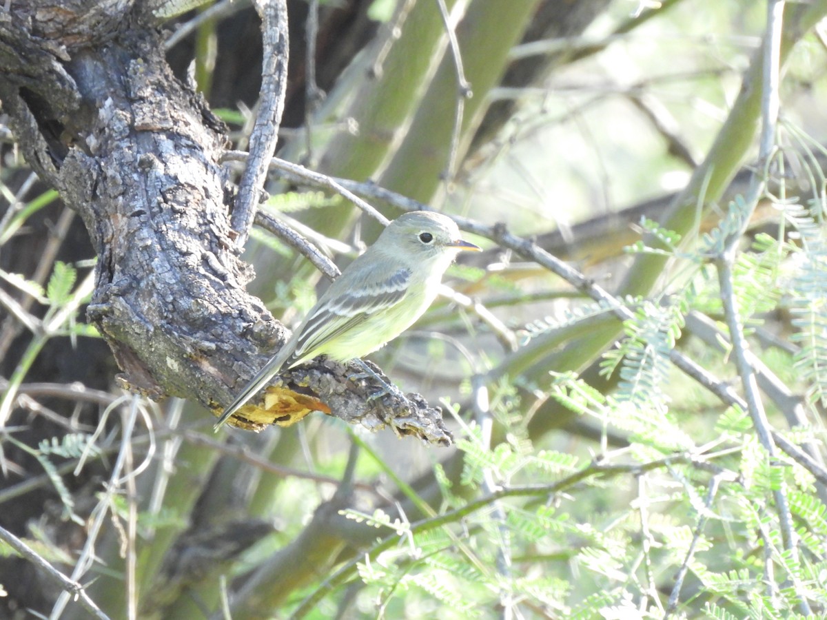 Gray Flycatcher - ML646665902