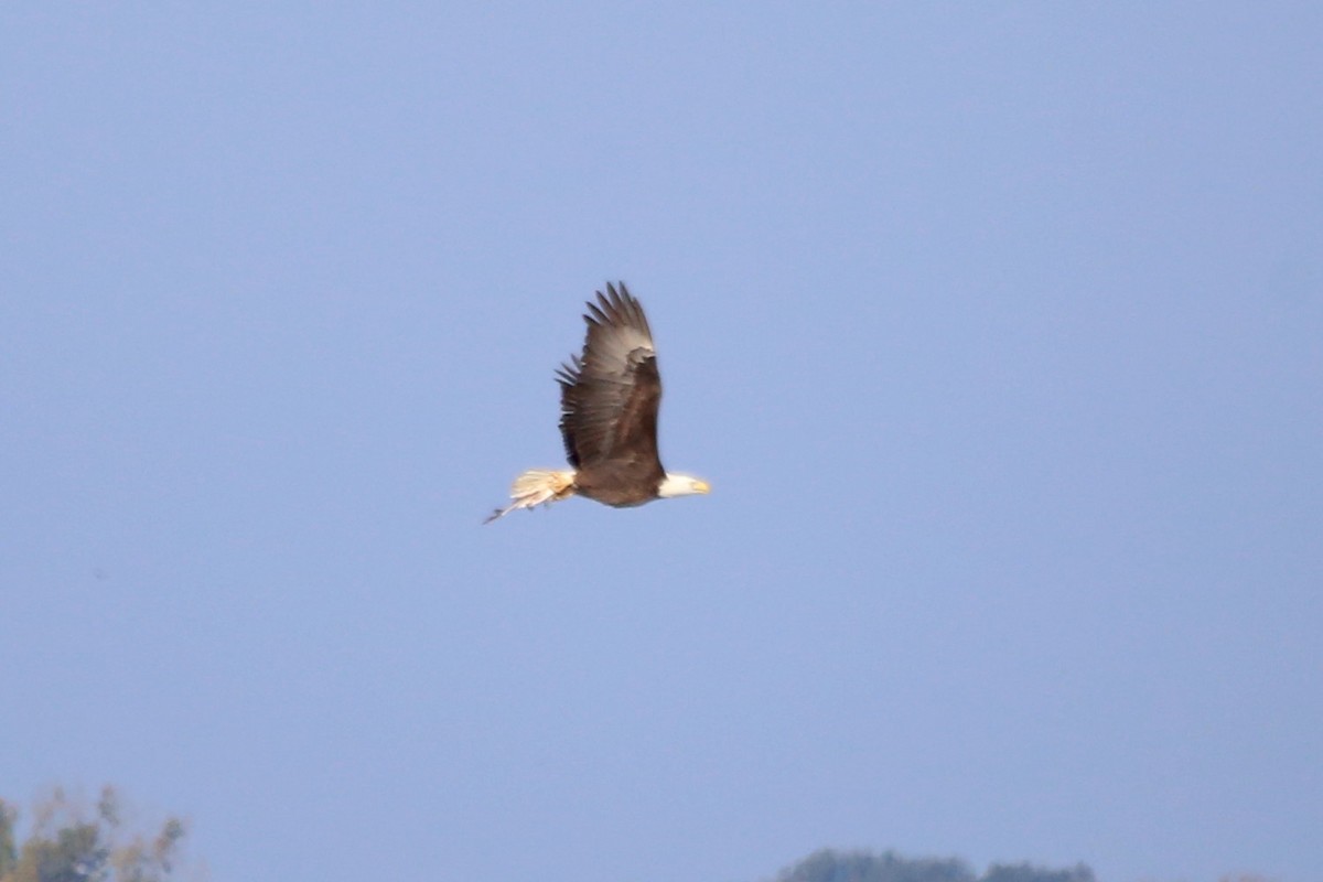 עיטם לבן-ראש - ML646665903