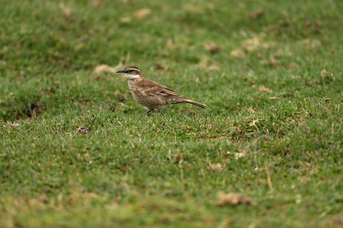 Cinclode du paramo - ML646665904