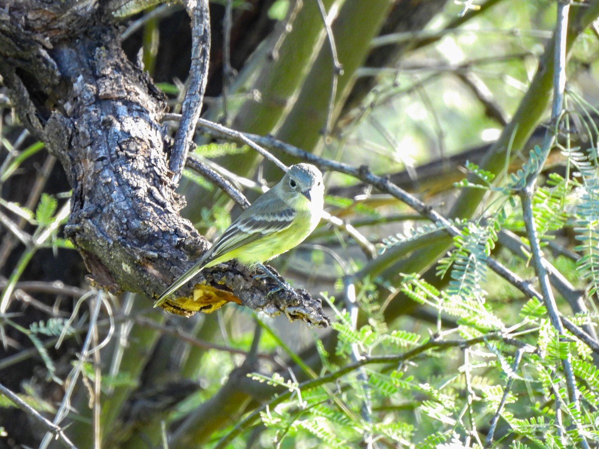 Gray Flycatcher - ML646665905