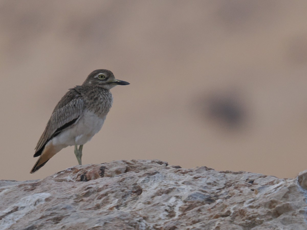 Senegal Thick-knee - ML646665906