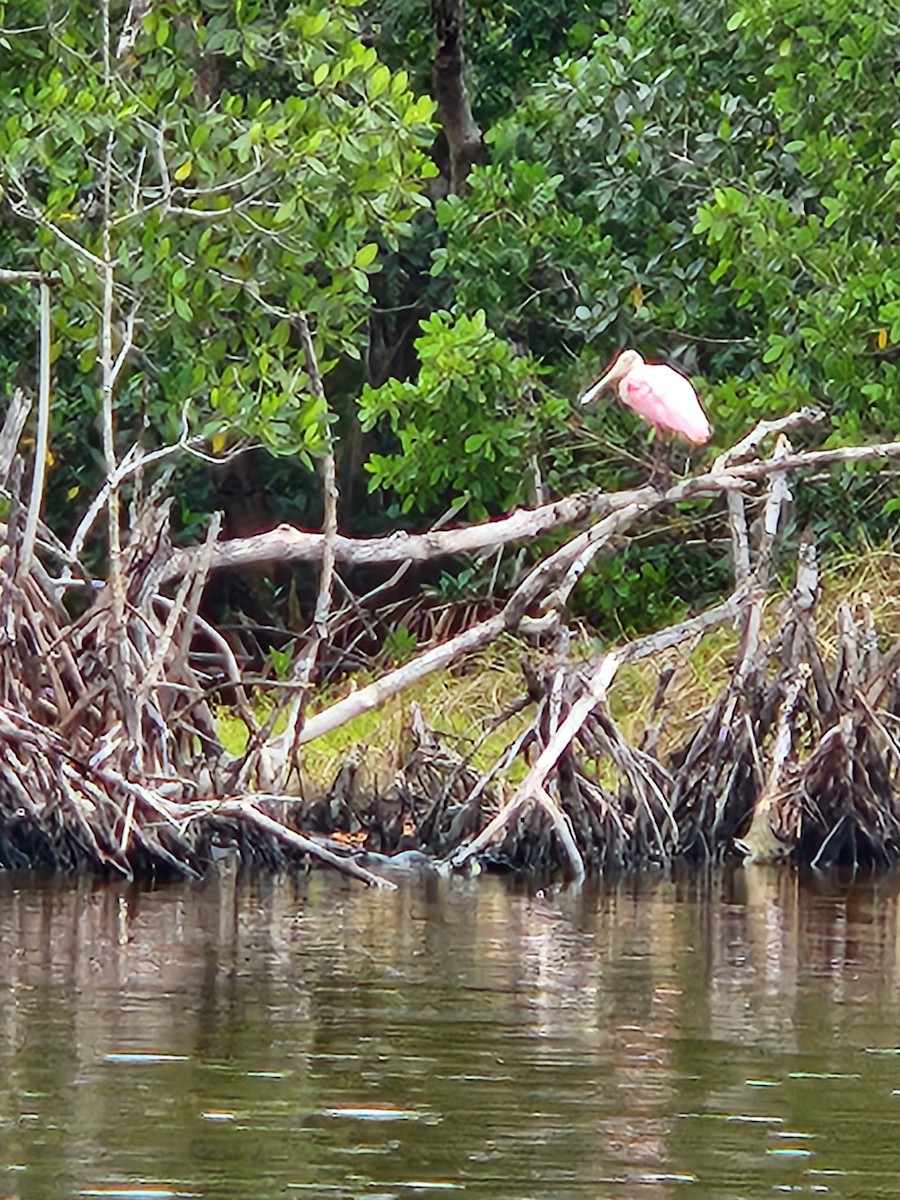 Roseate Spoonbill - ML646665908