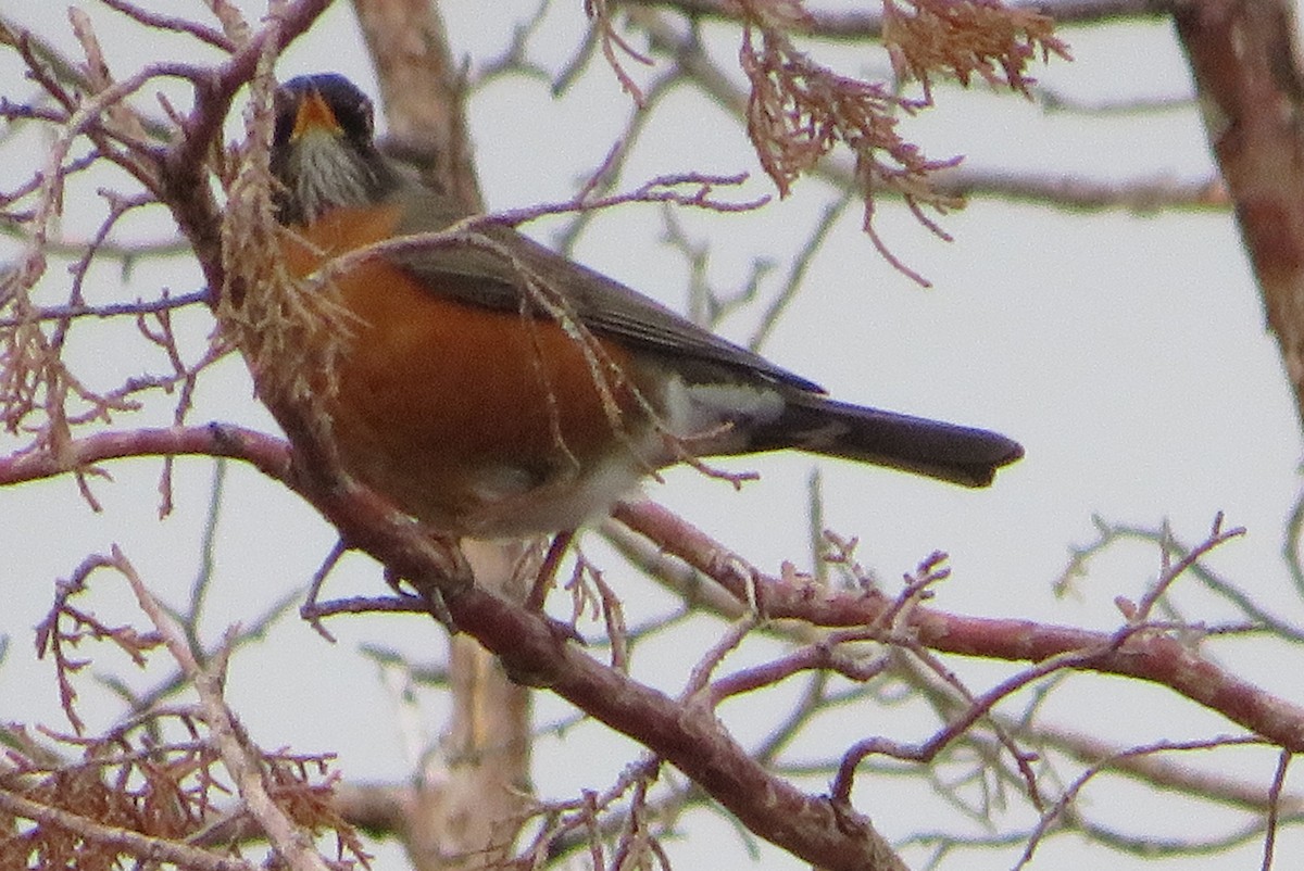 drozd stěhovavý - ML646665913