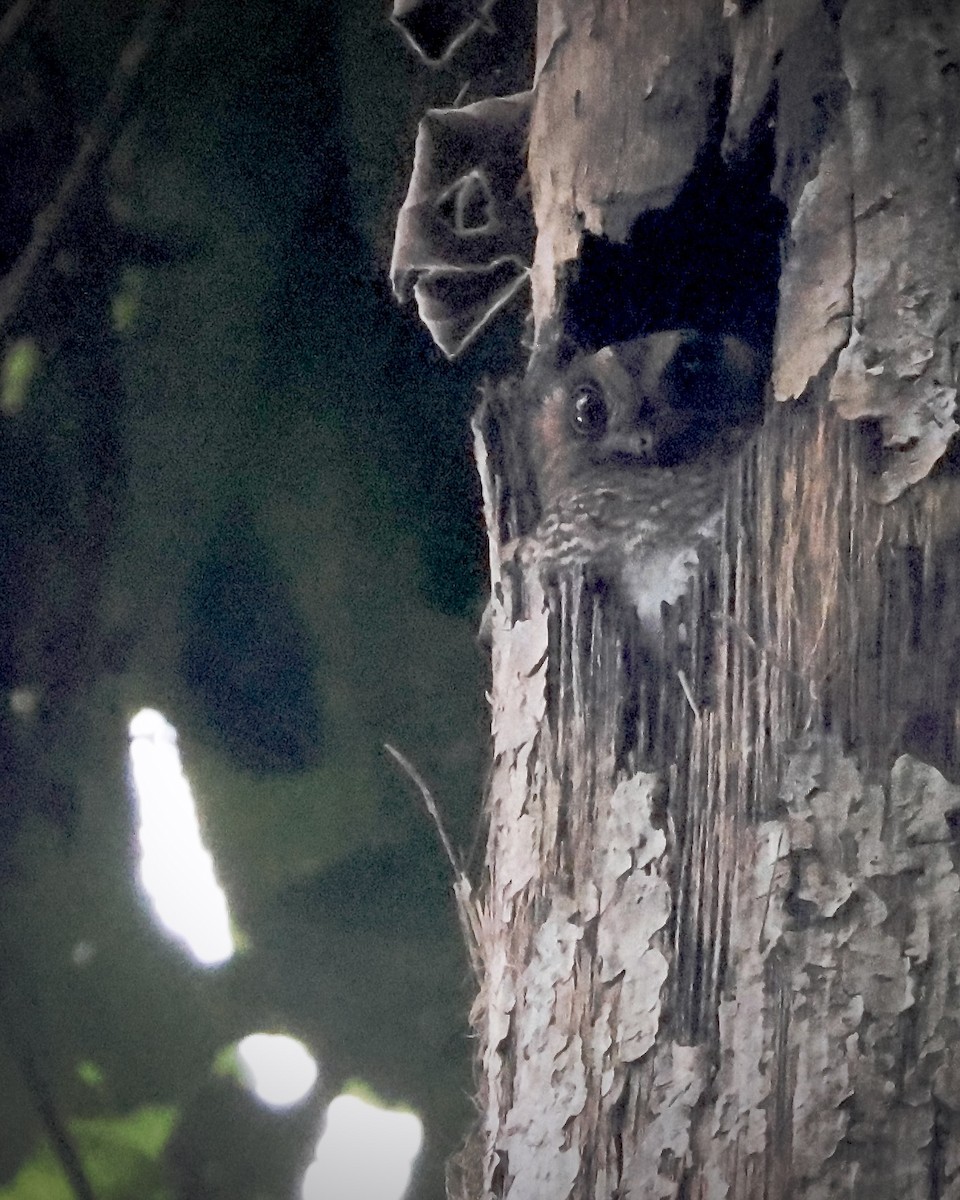 Arfakhöhlenschwalm - ML646665914