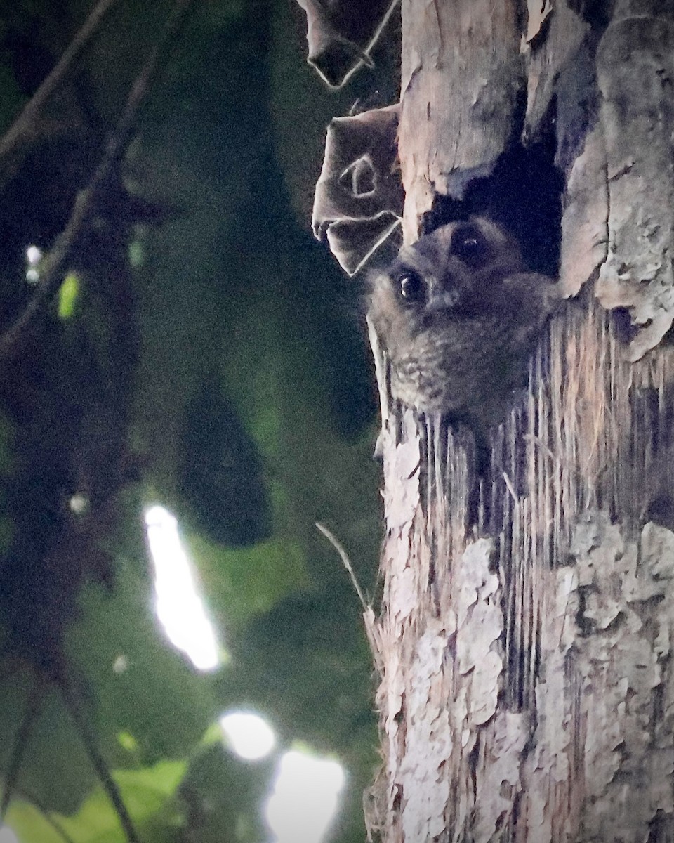 Arfakhöhlenschwalm - ML646665915