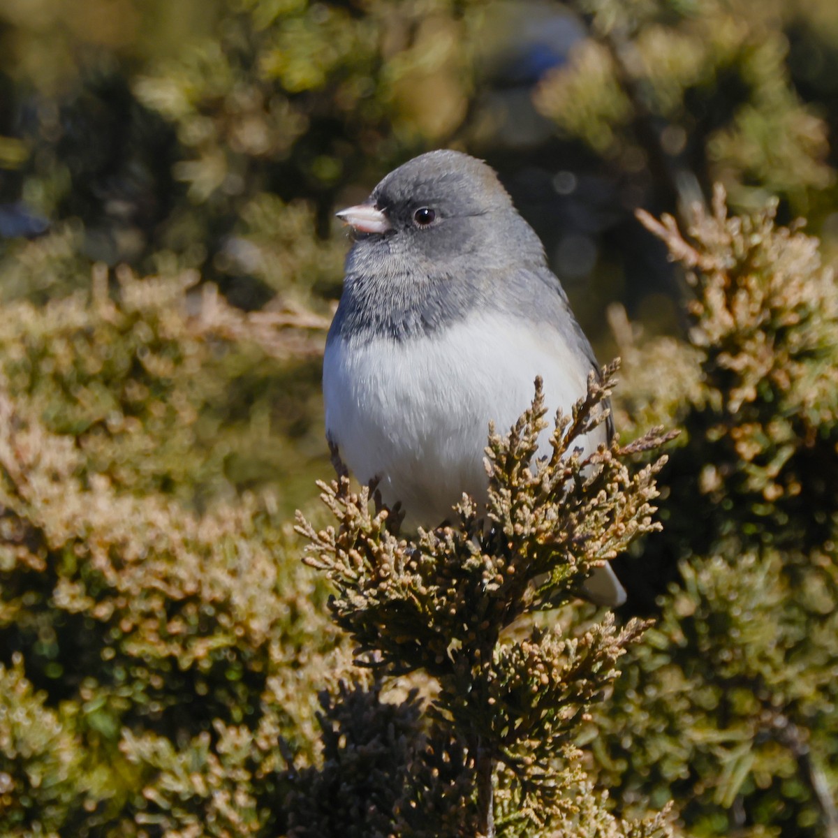Dark-eyed Junco (Slate-colored) - ML646665916