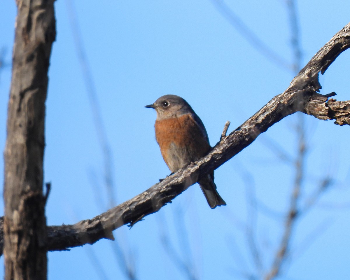 Western Bluebird - ML646665917