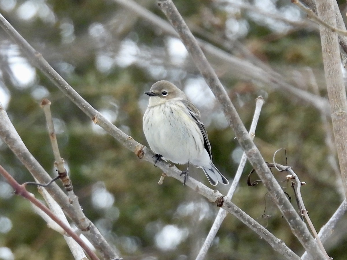 Kronenwaldsänger - ML646665919