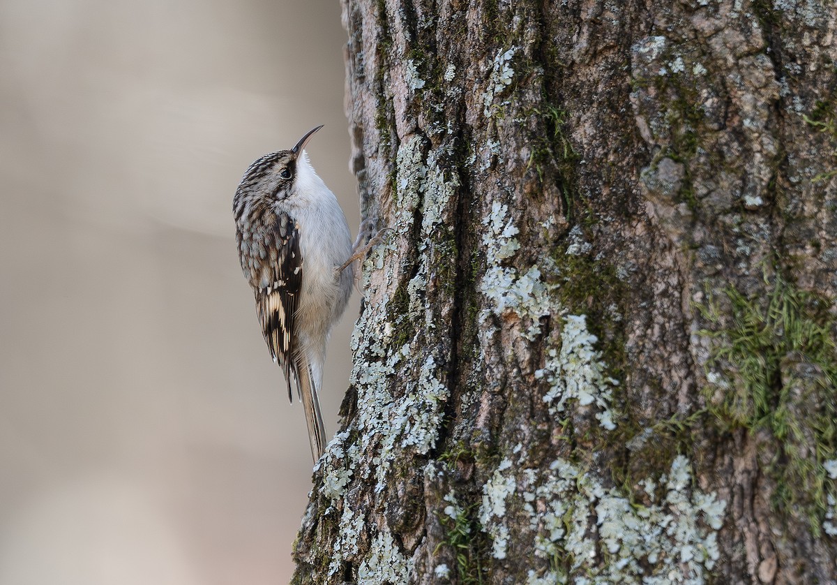 Американская пищуха - ML646665922