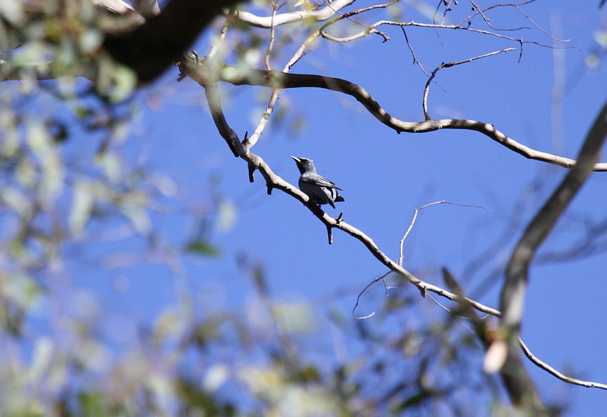 Sahul Cicadabird - ML646665924