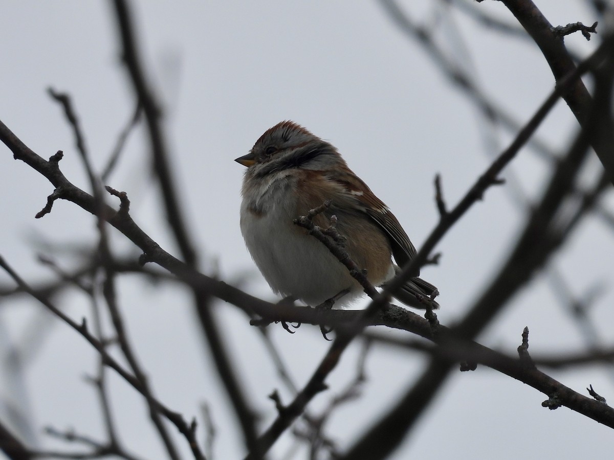 Baumammer - ML646665925