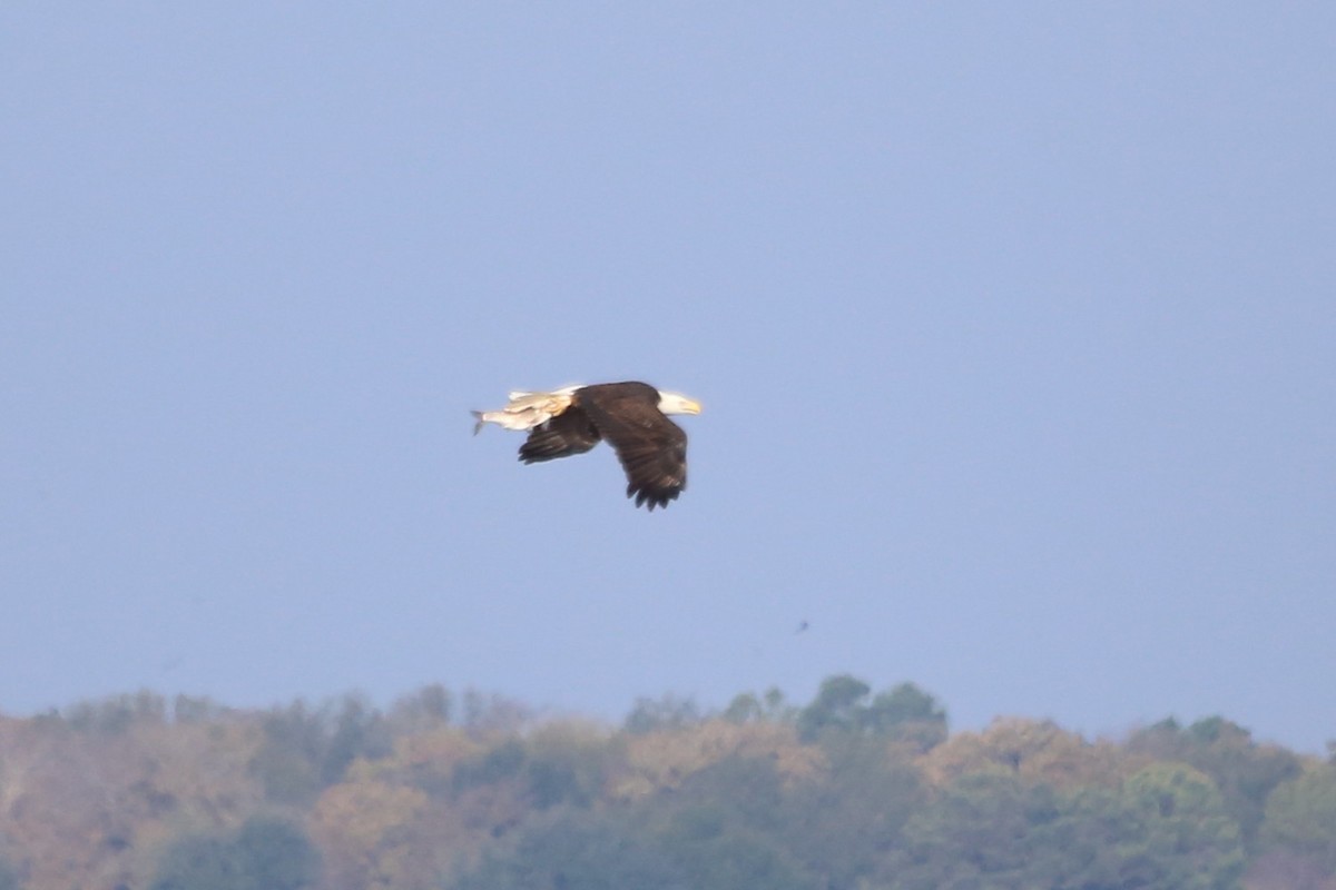 עיטם לבן-ראש - ML646665926