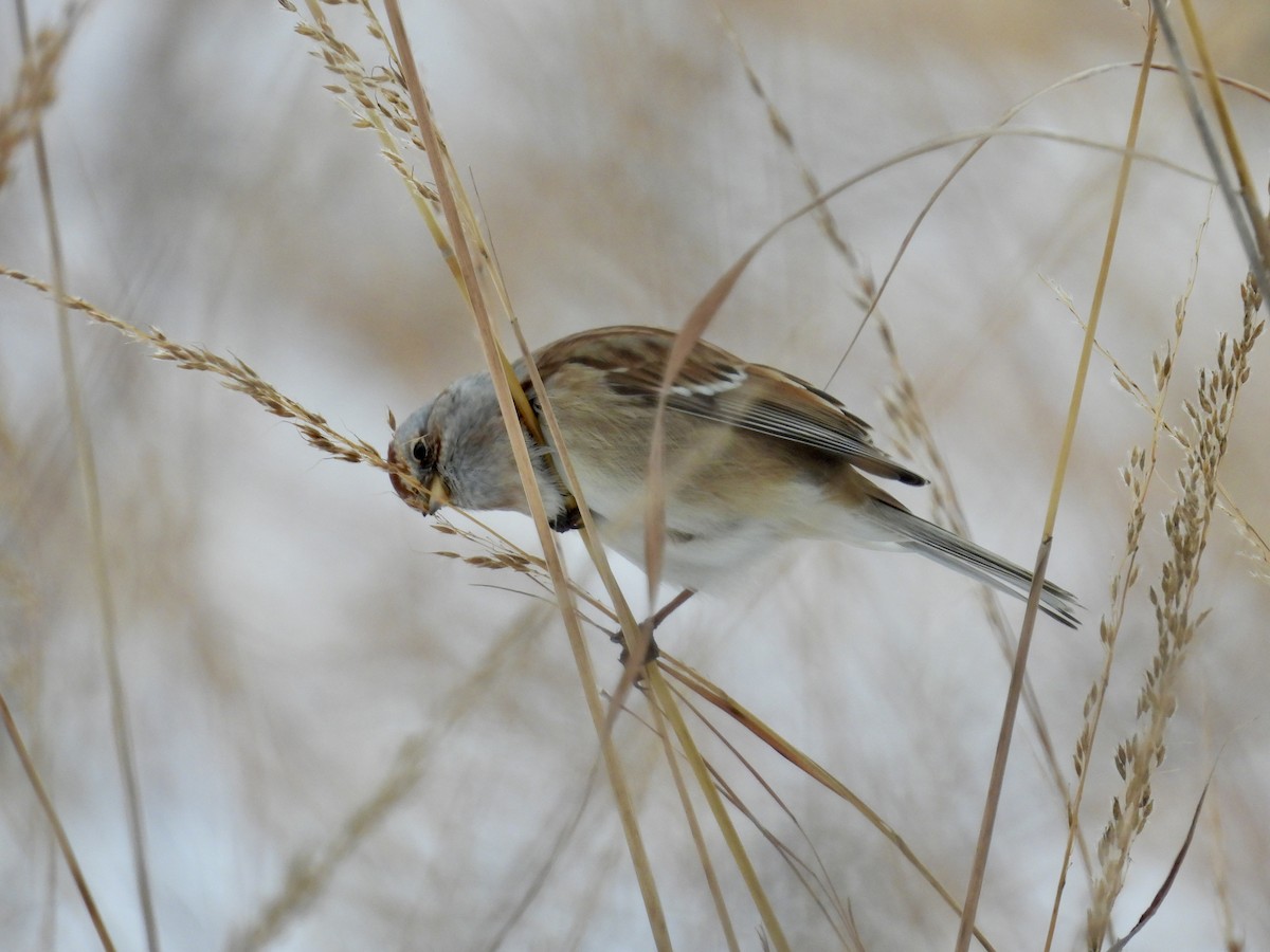 Baumammer - ML646665927