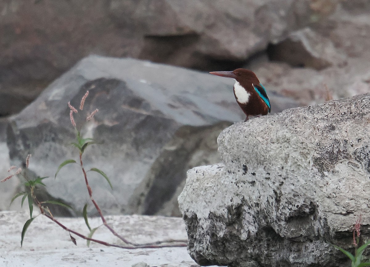 White-throated Kingfisher - ML646665928