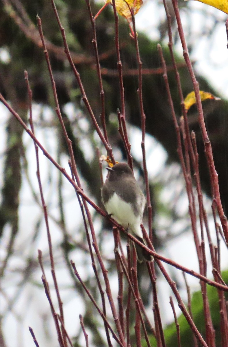 Black Phoebe - ML646665948