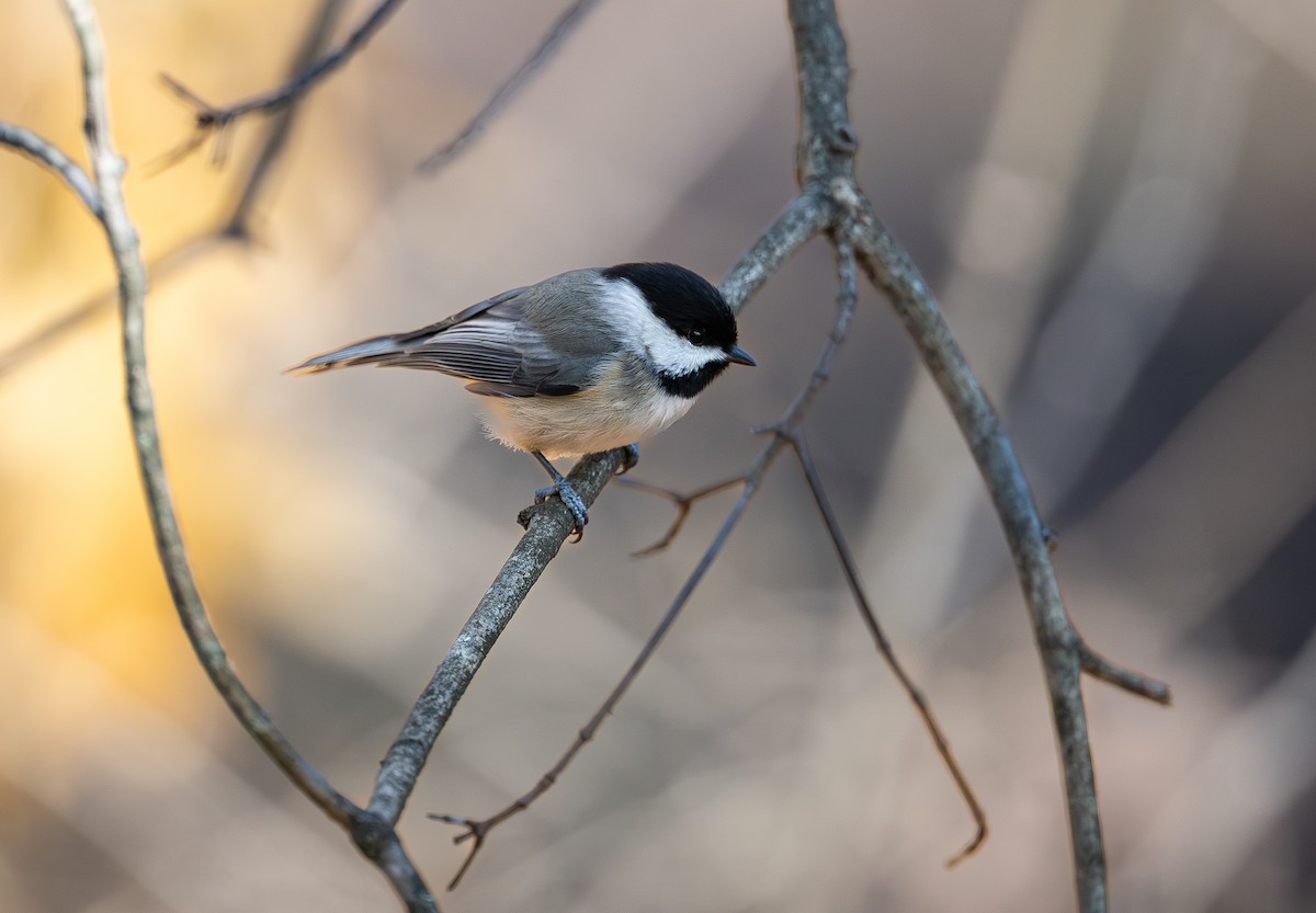 Carolina Chickadee - ML646665949