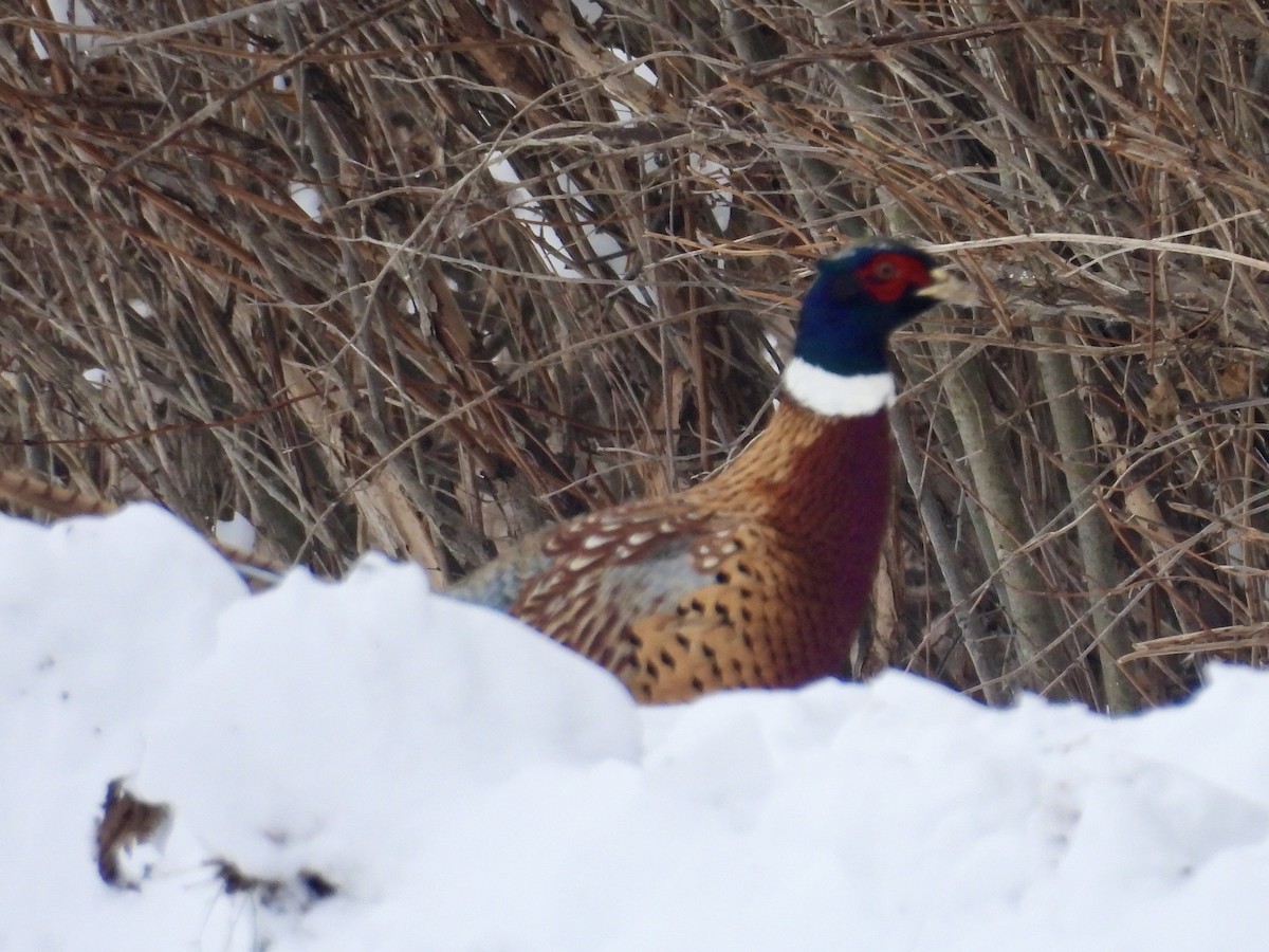 Jagdfasan - ML646665952