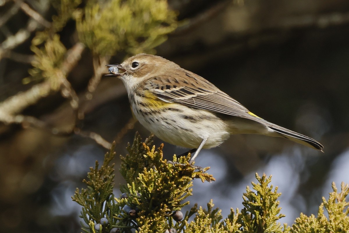 Yellow-rumped Warbler - ML646665953