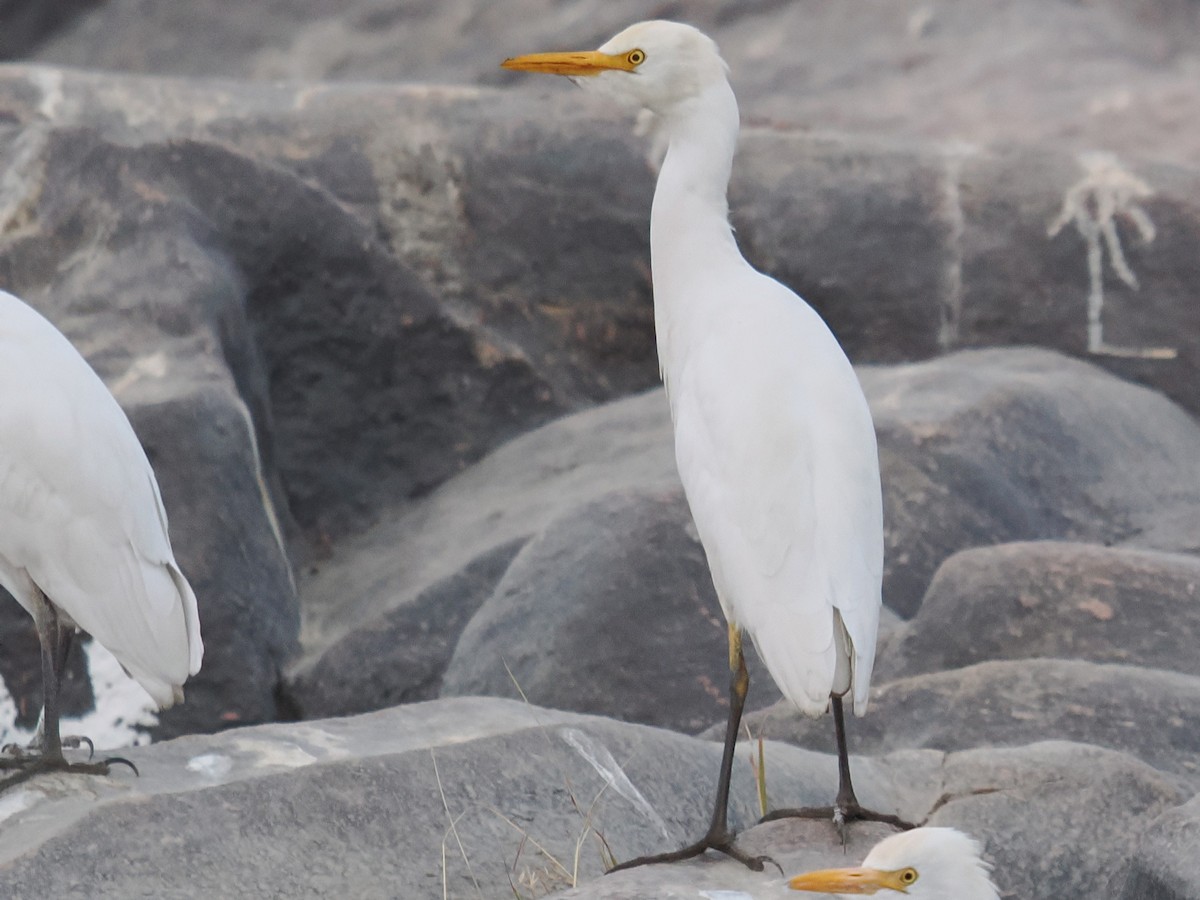 Western Cattle-Egret - ML646665954