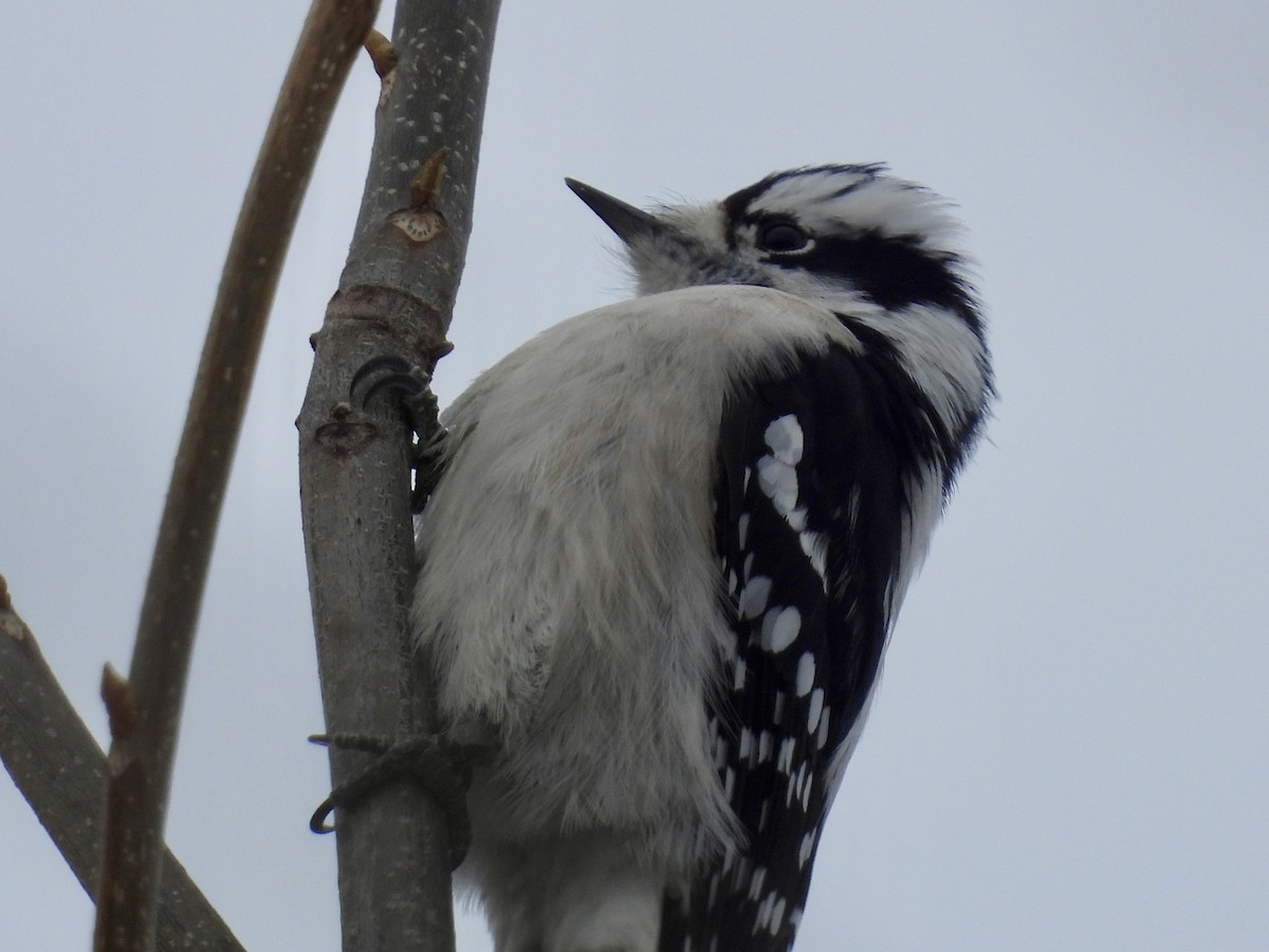 Dunenspecht - ML646665955