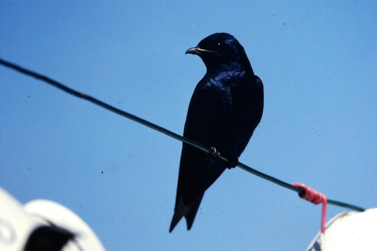 Purple Martin - ML646665956