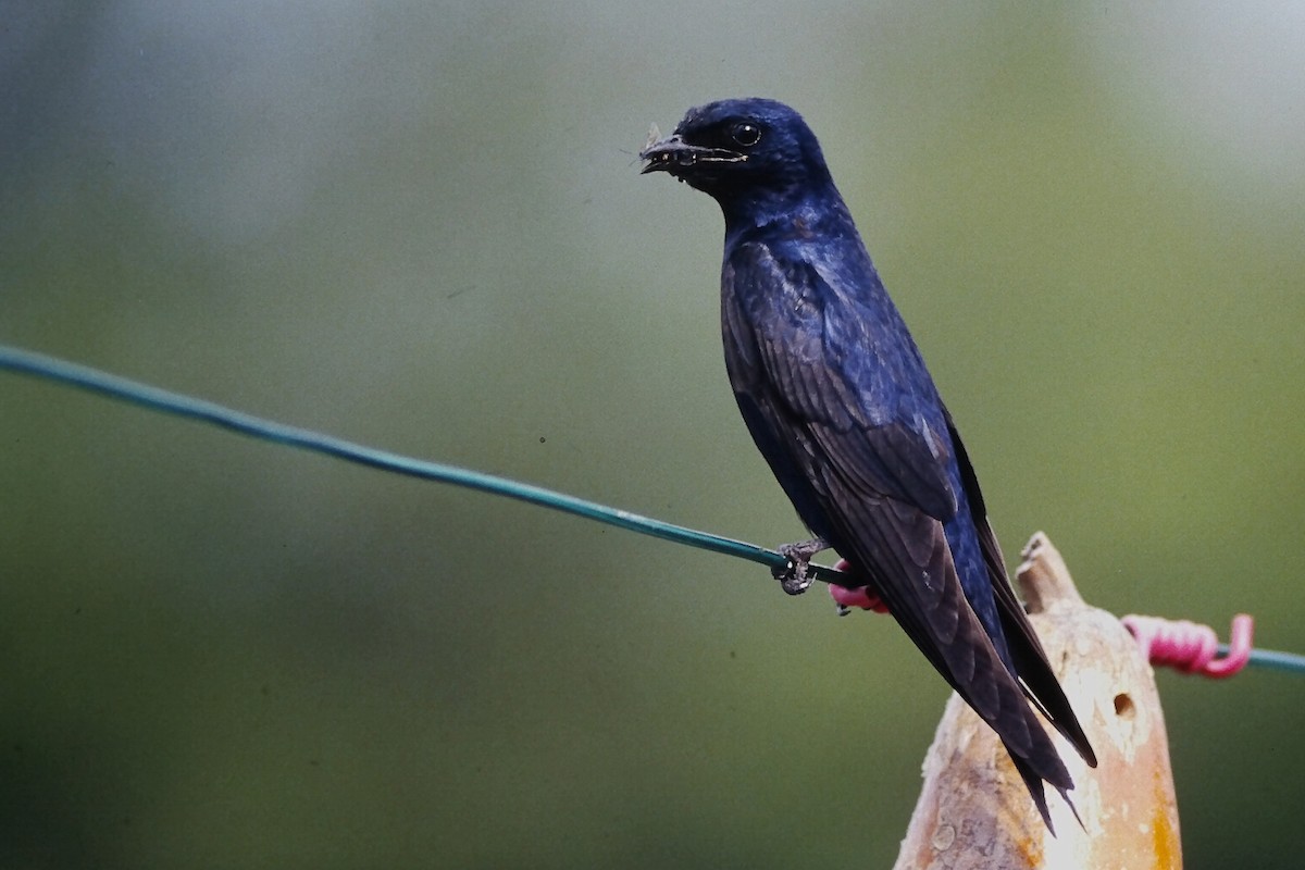 Purple Martin - ML646665962